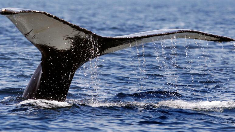 Islandia planea dejar de cazar ballenas ante la caída de la demanda